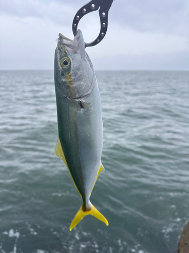 ワカシの釣果