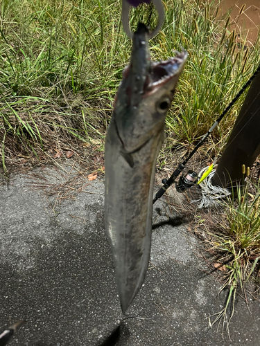 高洲海浜公園