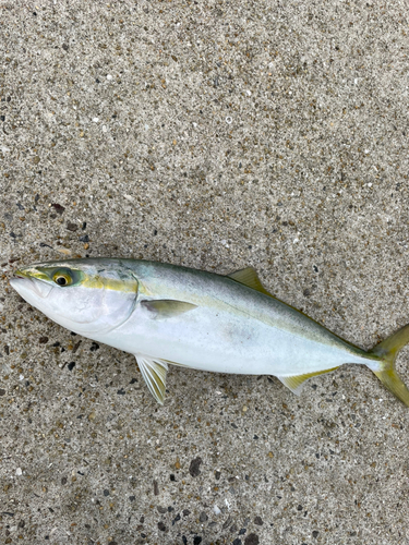 ヤズの釣果