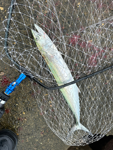 サゴシの釣果