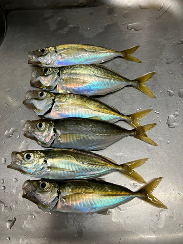 アジの釣果