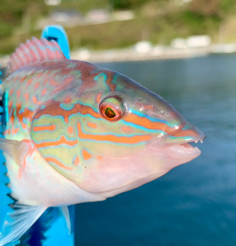 キュウセンの釣果