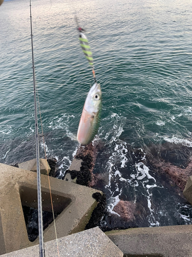 サバの釣果