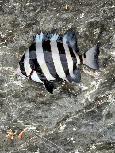 サンバソウの釣果