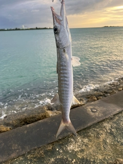 カマスの釣果