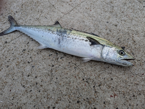 サゴシの釣果