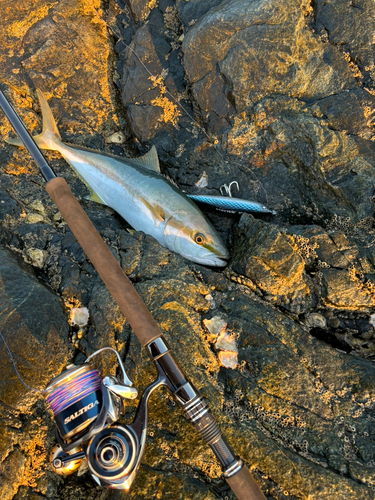 ヒラマサの釣果