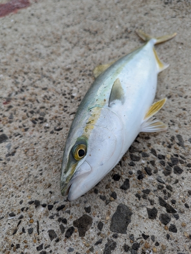 ヤズの釣果