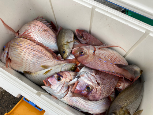 ハナダイの釣果