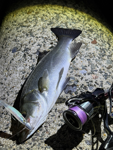 セイゴ（ヒラスズキ）の釣果