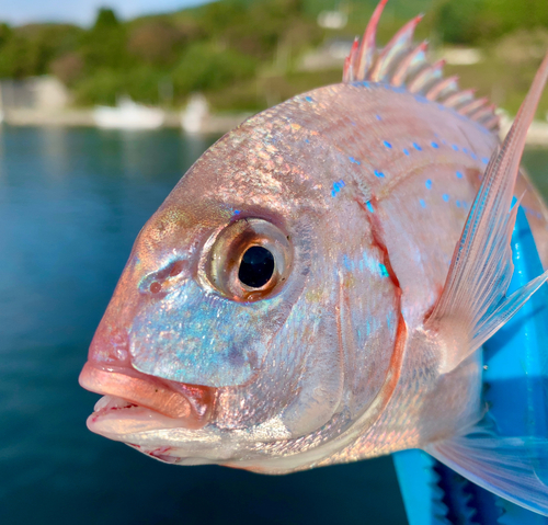 チャリコの釣果