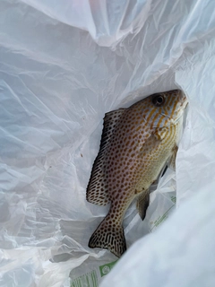 コロダイの釣果