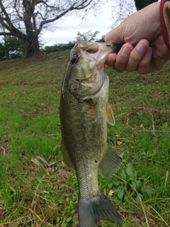 ラージマウスバスの釣果