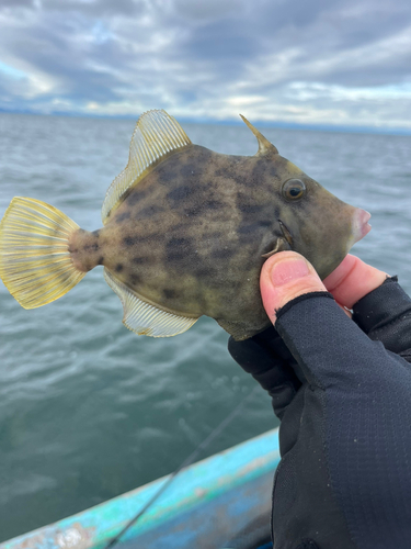 カワハギの釣果