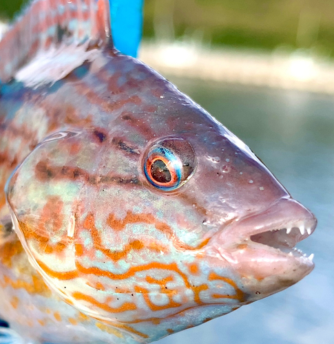 ホシササノハベラの釣果