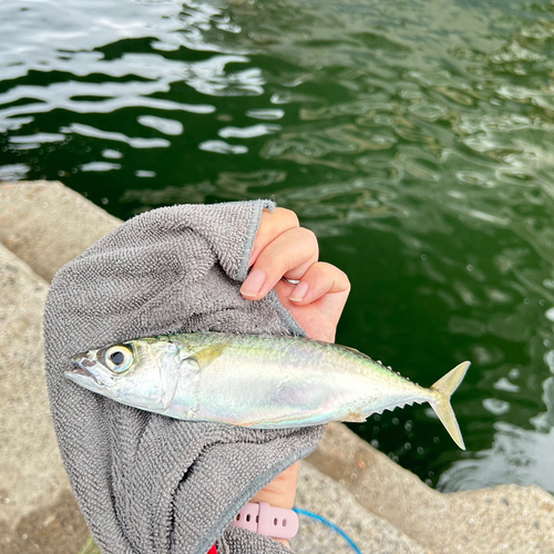 サバの釣果