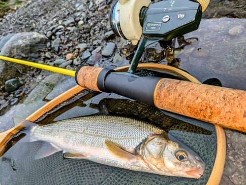 ウグイの釣果