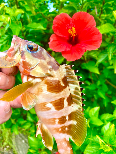 アカハタの釣果