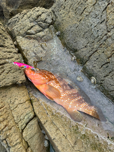 アコウの釣果