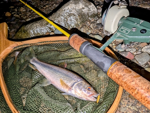 カワムツの釣果