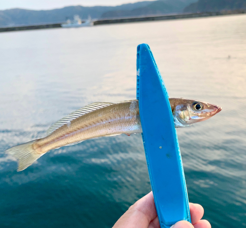 キスの釣果