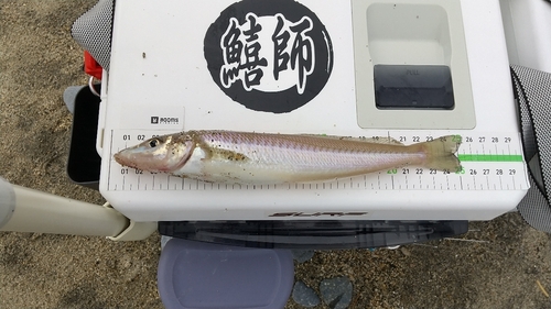 シロギスの釣果