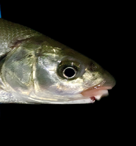 ウグイの釣果