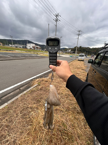 タコの釣果