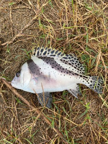 コショウダイの釣果