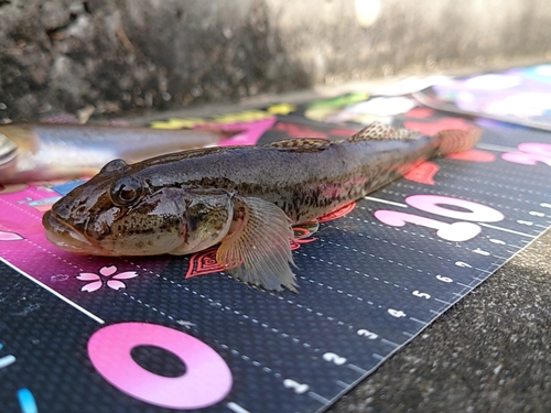 マハゼの釣果