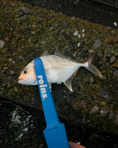 オオモンハタの釣果