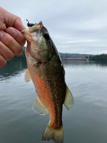 ラージマウスバスの釣果