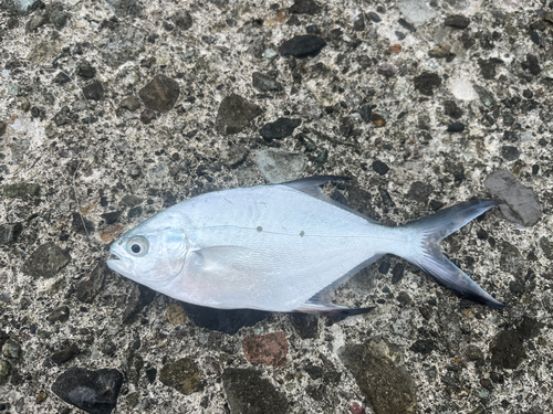 コバンアジの釣果