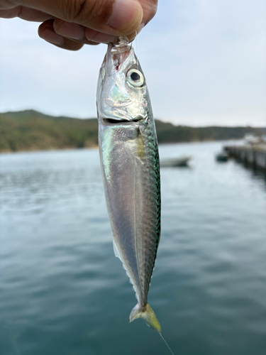 サバの釣果