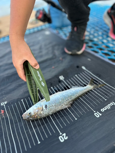 ハゼの釣果