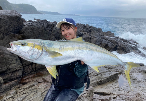 ヒラマサの釣果