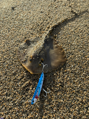 エイの釣果