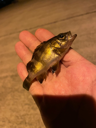 シロメバルの釣果