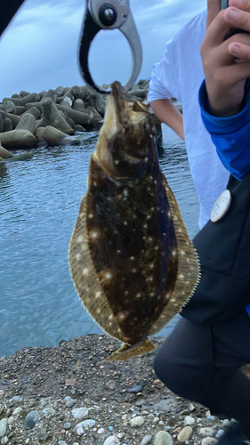 ヒラメの釣果