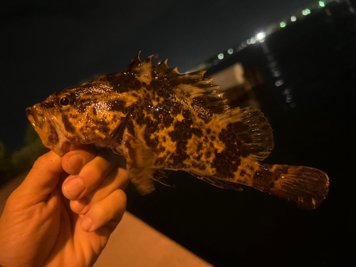 タケノコメバルの釣果