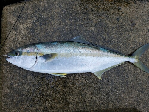 ヒラマサの釣果