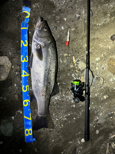 ヒラスズキの釣果