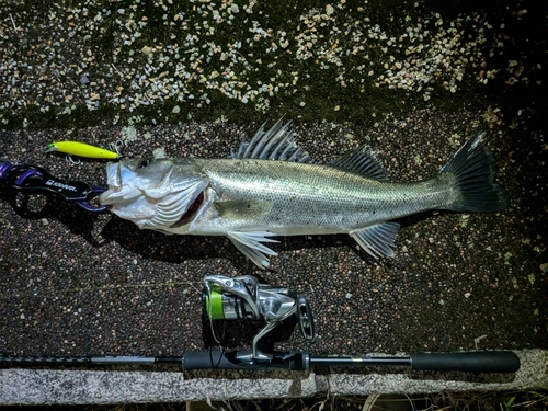 シーバスの釣果