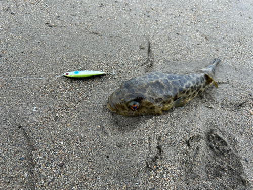 フグの釣果