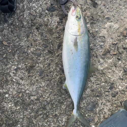 イナダの釣果