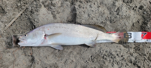 ニベの釣果