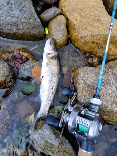 ニジマスの釣果