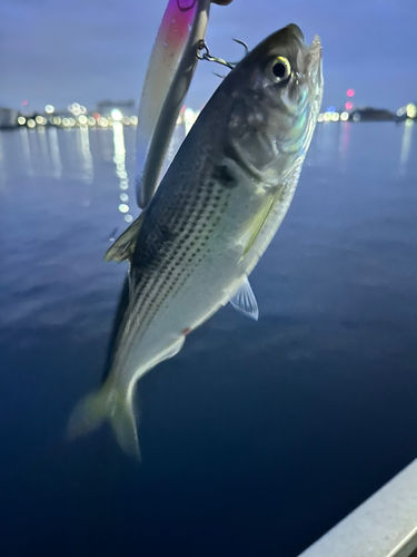 コノシロの釣果