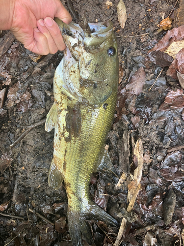 ラージマウスバスの釣果