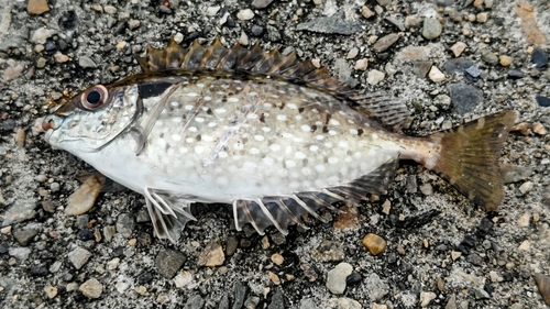 アイゴの釣果